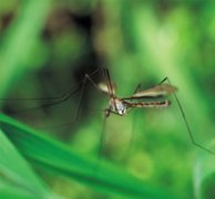 Mosquito Netting Save Lives